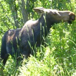 Mama Moose with her baby nearby in the Tetons