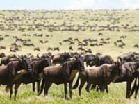 African Safari – The Great Rift Valley African Safari – The Great Rift Valley