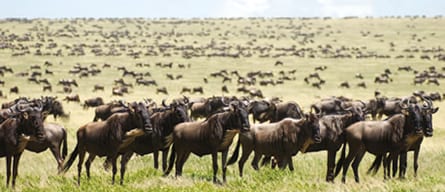 African Safari – The Great Rift Valley African Safari – The Great Rift Valley