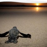 Finding Latin America’s Sea Turtles