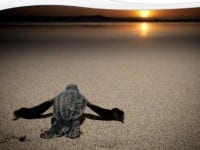 Finding Latin America’s Sea Turtles Finding Latin America’s Sea Turtles