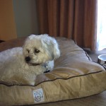 Maggie, the "Princess" found a pillow, water bowl and Pet-a-Fours in our Hyatt hotel room.