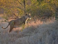 Ecotourism in South Africa Ecotourism in South Africa