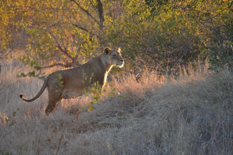 Ecotourism in South Africa Ecotourism in South Africa