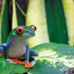 In Panama you have a chance to spot rare wildlife in the National Parks.