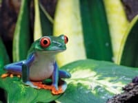 Panama – One of the world’s most wildlife-rich countries. Panama – One of the world’s most wildlife-rich countries.