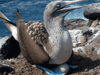 The Galapagos is a “Top Ten Must-Do Destination” The Galapagos is a “Top Ten Must-Do Destination”
