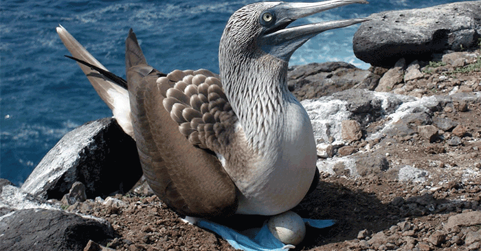The Galapagos is a “Top Ten Must-Do Destination” The Galapagos is a “Top Ten Must-Do Destination”