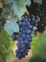 The best of Napa when you abandon your diet. The best of Napa when you abandon your diet.