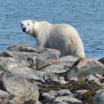 After the sea ice melts for the summer, polar bears move to the shoreline., many of them near the wilderness lodge.