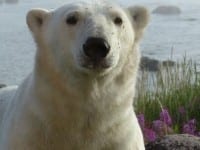 Tracking Polar Bears in the Arctic – Churchill, Manitoba Tracking Polar Bears in the Arctic – Churchill, Manitoba