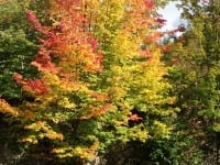 Best Fall Foilage in the West. My Favorite Fall Destinations – Photo Essay Best Fall Foilage in the West. My Favorite Fall Destinations – Photo Essay