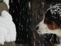 Scout Out Lake Tahoe: Winter Fun for You and Your Dog Scout Out Lake Tahoe: Winter Fun for You and Your Dog