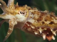 Monterey Bay Aquarium Debuts New “Tentacles” Exhibit Monterey Bay Aquarium Debuts New “Tentacles” Exhibit
