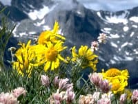 Gutsy Traveler’s Favorite Colorado Hikes and Wildflowers Gutsy Traveler’s Favorite Colorado Hikes and Wildflowers