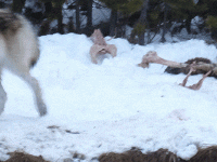 Wolves in Yellowstone in the winter are a hot attraction Wolves in Yellowstone in the winter are a hot attraction