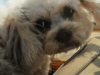 The Power of Pet Therapy at a Hotel. The Power of Pet Therapy at a Hotel.