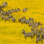 zebras_square