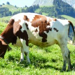 Cow grazing on green meadow in Switzerland