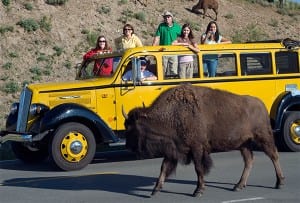 Watching wild bison in Yosemite. 