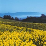 The wild mustard blooms between the grape vines in March.  Photos by Brent Miller, WineCountry.com 