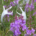 Blooming purple fireweed next to caribou antlers in the tundra.