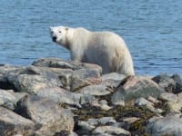 After the sea ice melts for the summer, polar bears move to the shoreline., many of them near the wilderness lodge.