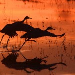 Sandhill cranes at Bosque del Apache National Refuge in New Mexico. Photo by Marvin de Jong.