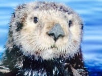 The sea otters are fed twice daily, but they give an graceful show all the time. 