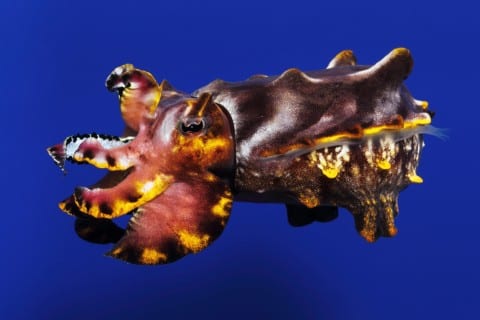 Flamboyant Cuttlefish © Monterey Bay Aquarium/Randy Wilder