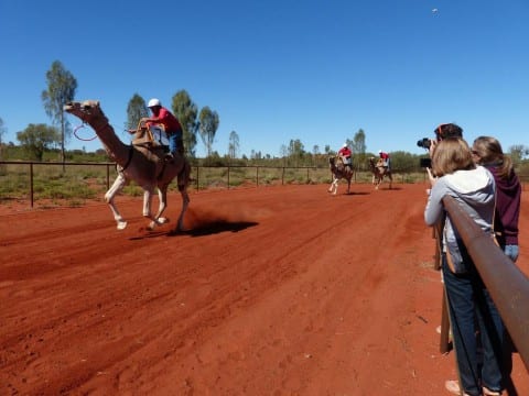 Outback Fest Camel Races