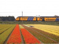 Dutch train running through tulip fields_72dpi_1280x856px_E_NR-1549