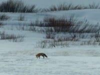 A fox jumping on the snow trying to catch mice.