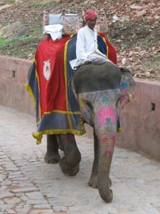 Ride like a royal and take an elephant ride up to the Amber Fort in Jaipur. (Photo: McKay Savage)