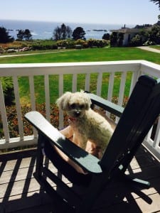 Mendocino has a variety of dog-friendly accommodations, including the Little River Inn (pictured here). 