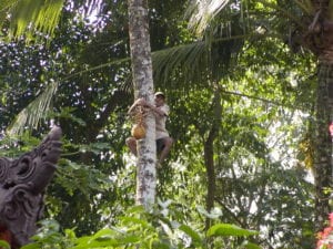 Madhey's Uncle climbs a palm tree to cut down some fresh coconuts for our enjoyment. 