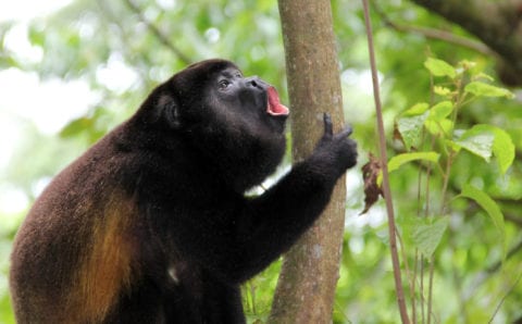 These vocal primates of Central America can set up a howling to be heard 3 miles away. They are among the largest of all the New World monkeys and build nests. Photo Credit: Nicaragua Vacations 