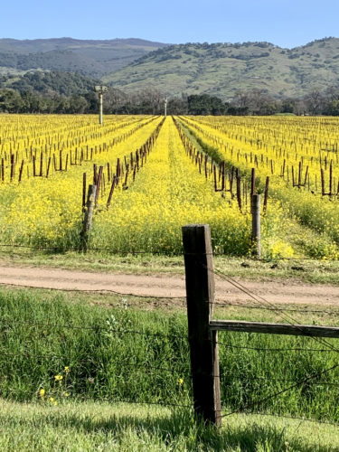 Sonoma Jack London State Park with colorful vineyards in the Springtime. 