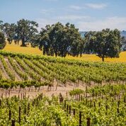 Sonoma State Park and vineyards