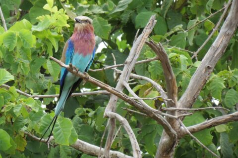 The colorful lilac-breasted roller