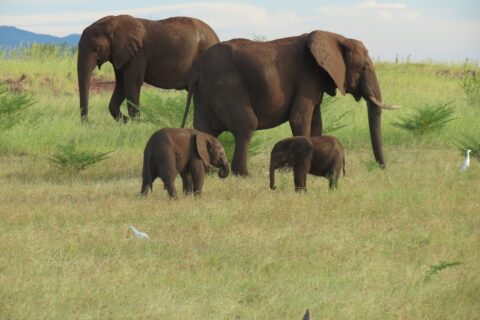 Mother elephants protecting their babies graze along the shore. 