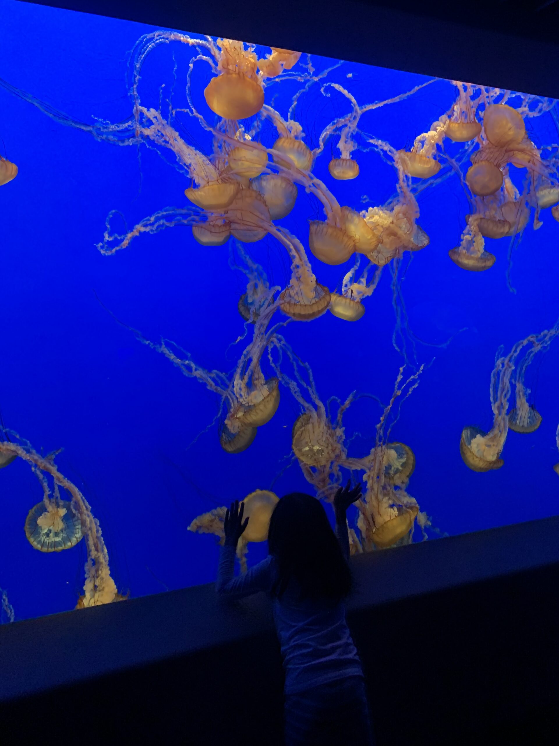 Child looking at jellyfish in a tank