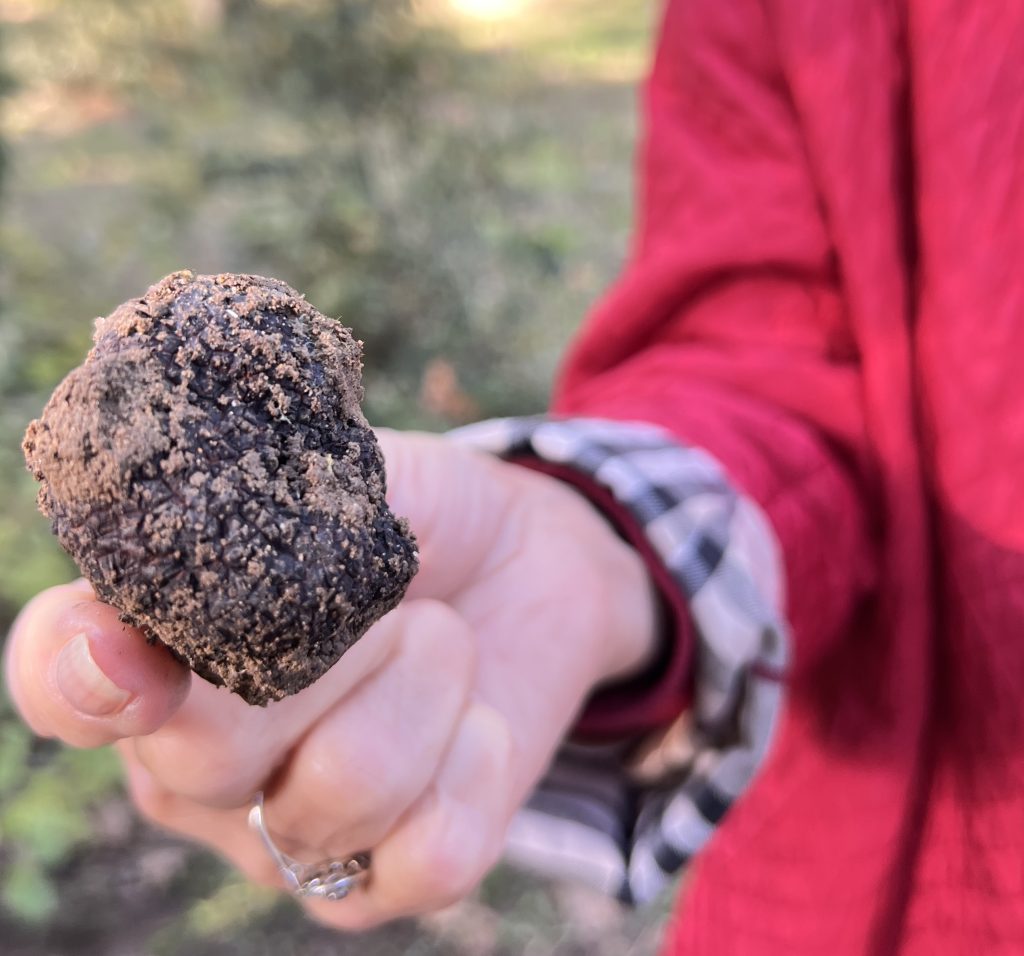 Gutsy Traveler: During a serene France river cruise tailored for travelers 50 and over, a person relishes the moment, holding a delicate truffle in their hand while exploring the scenic countryside. The experience blends luxury with the simple pleasures of outdoor discovery.