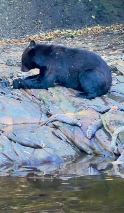 Gutsy Traveler: A black bear crouches on a rocky Alaskan riverbank next to several dead fish.